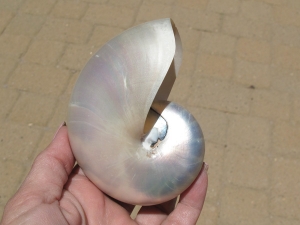 Nautilus Polished Pearly Shell,  3-4"