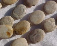 Fossilized Coral Ovals, 20x15mm