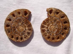 Ammonite Split & Polished, 2", A Grade