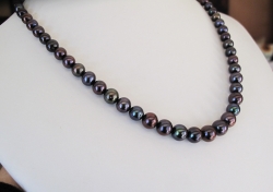 Black Purple Peacock Graduated Pearls, 5-10mm, AA Grade