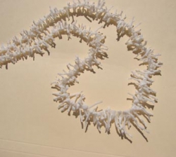 detail_4377_coral227.jpg
