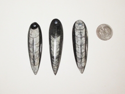 Orthocerus Fossil Spike Pendants, A Grade