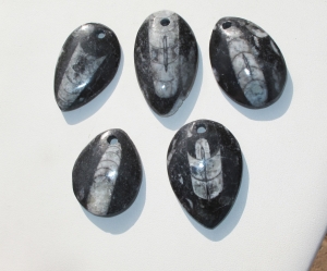 Orthocerus Fossil Pendants, A Grade