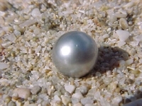 Pewter Blue Tahitian Pearl, 9mm