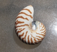 Nautilus Shell, Natural 5-6"