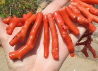 thumb_288_coral_bead82b.jpg