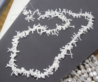 White Coral Small Graduated Branches, 10-15mm