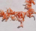 detail_6116_coral150a.jpg
