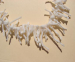 detail_4377_coral227a.jpg