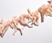 detail_2220_coral_bead14b.jpg