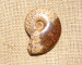 detail_6942_ff07a.jpg