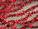 detail_6689_coral_bead66a.jpg