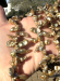 detail_530_keshi05.jpg