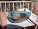 detail_3000_opal414a.jpg