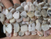 detail_7491_pinkopal07.jpg