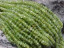 Peridot Rondels, 3-3.5mm
