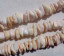 Pink Conch Shell Chips, 9-10mm