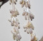 Bird's Foot / Monkey Paw Biwa Pearls, White, each