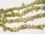 Celery Green Mabe Shell Pearls, 8-12mm